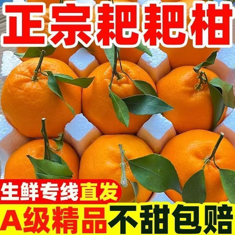 【实力推荐】四川春见耙耙耙柑支持一件代发对接全国电商