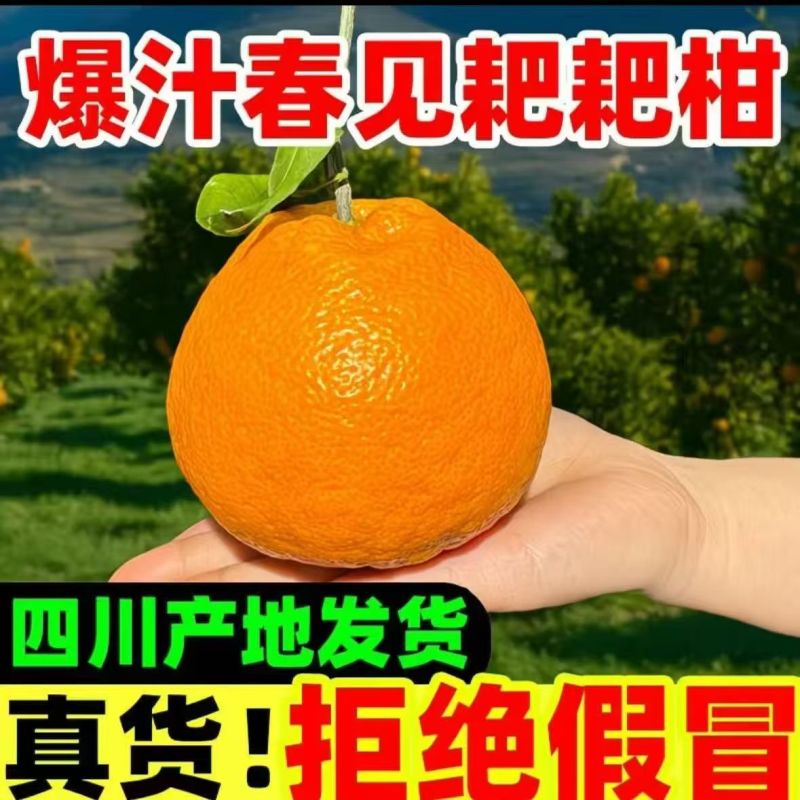 【一件代发】四川春见柑桔耙耙柑支持各大电商平台