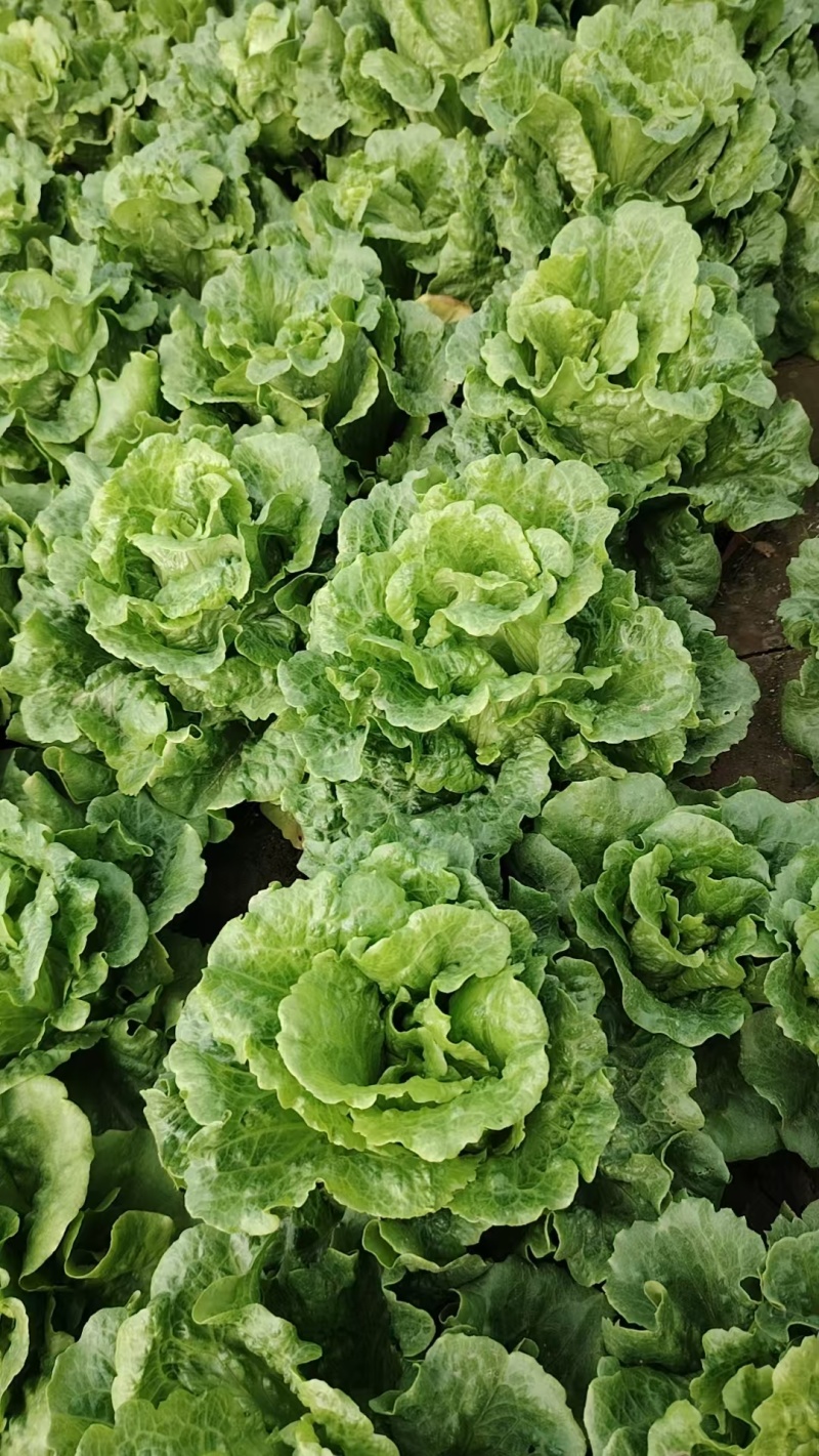 精品生菜大量供应对接商超市场社区团购欢迎来电洽谈