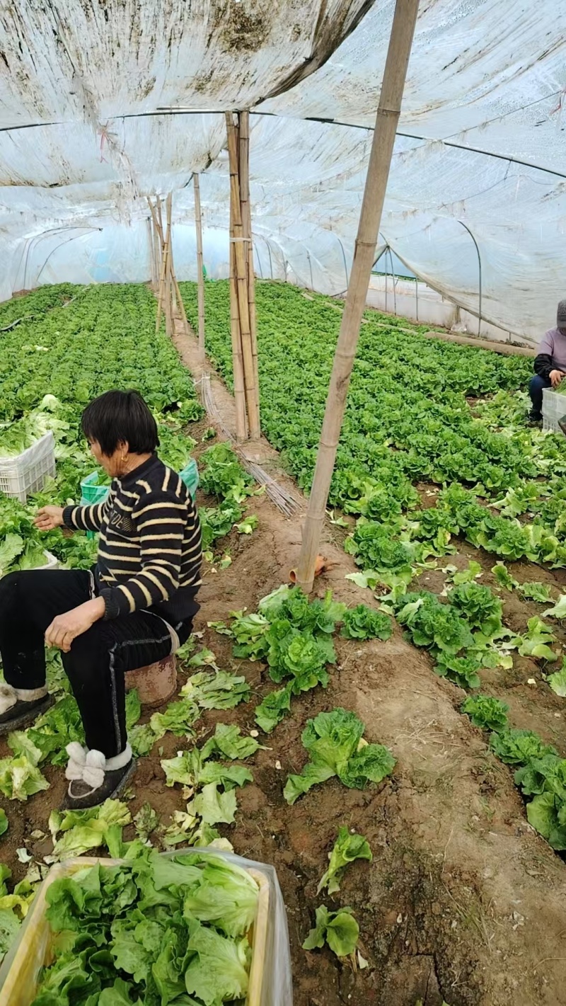 精品生菜大量供应对接商超市场社区团购欢迎来电洽谈