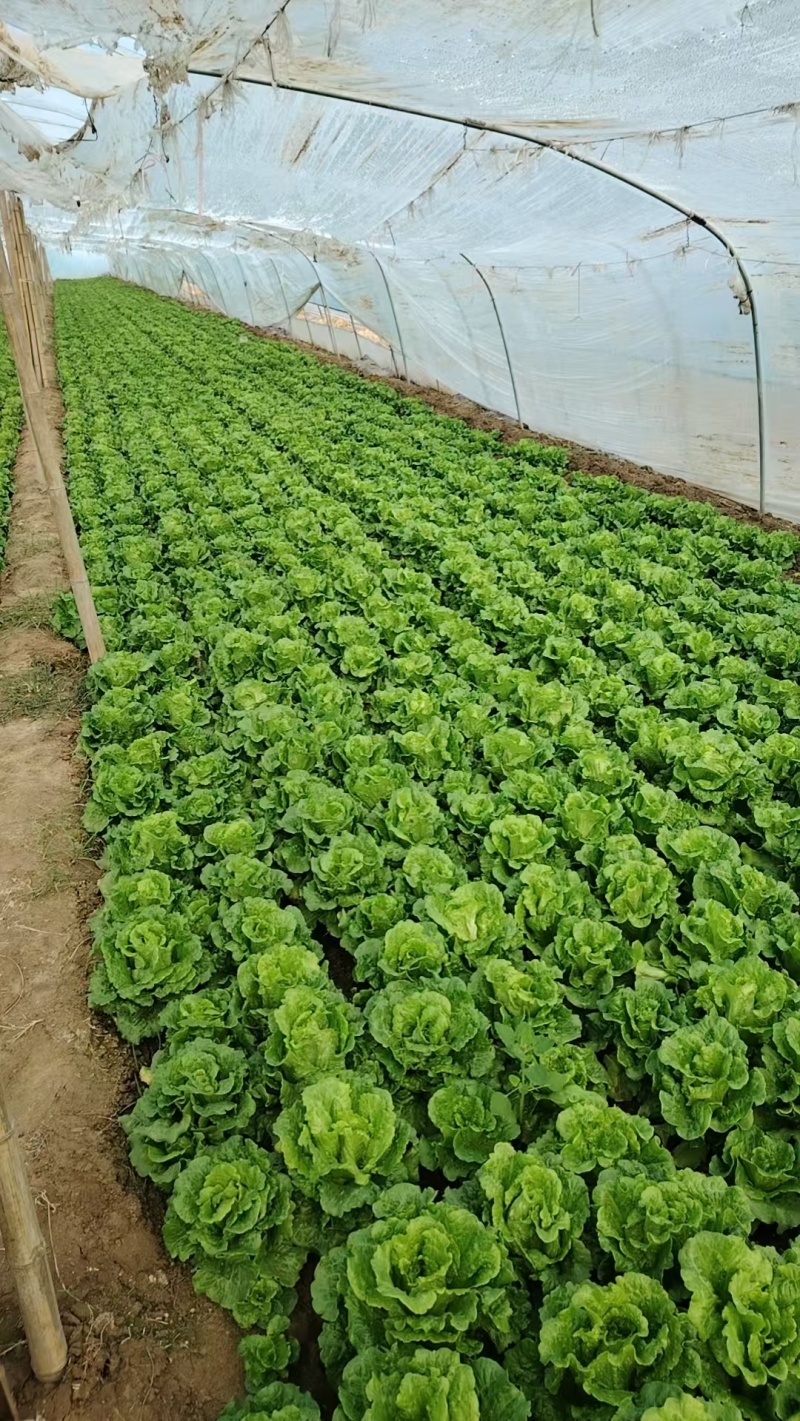 精品生菜大量供应对接商超市场社区团购欢迎来电洽谈