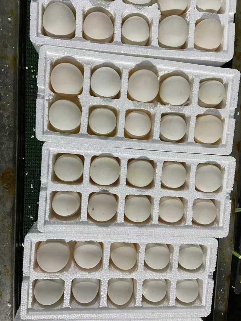 农村特产大鹅蛋一手货源对接电商市场商超可视频看货