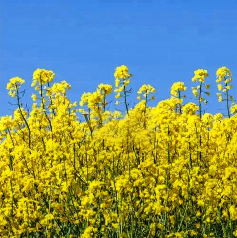 新疆小榨菜籽油昌吉压榨浓香食用油家用炒菜烹饪营养健康油