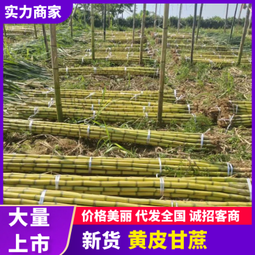 【推荐】黄皮甘蔗云南精品甘蔗产地直发货源充足