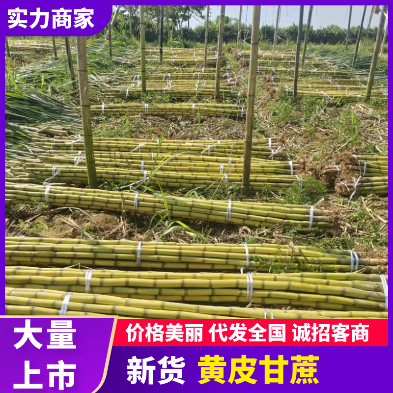 【推荐】黄皮甘蔗云南精品甘蔗产地直发货源充足