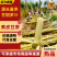 【精选】云南精选黄皮甘蔗对接电商平台商超市场等