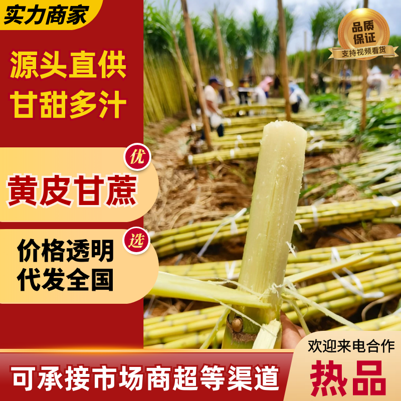 【精选】云南精选黄皮甘蔗对接电商平台商超市场等