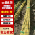 【黄皮甘蔗】云南甘蔗基地直供一手货源保质保量