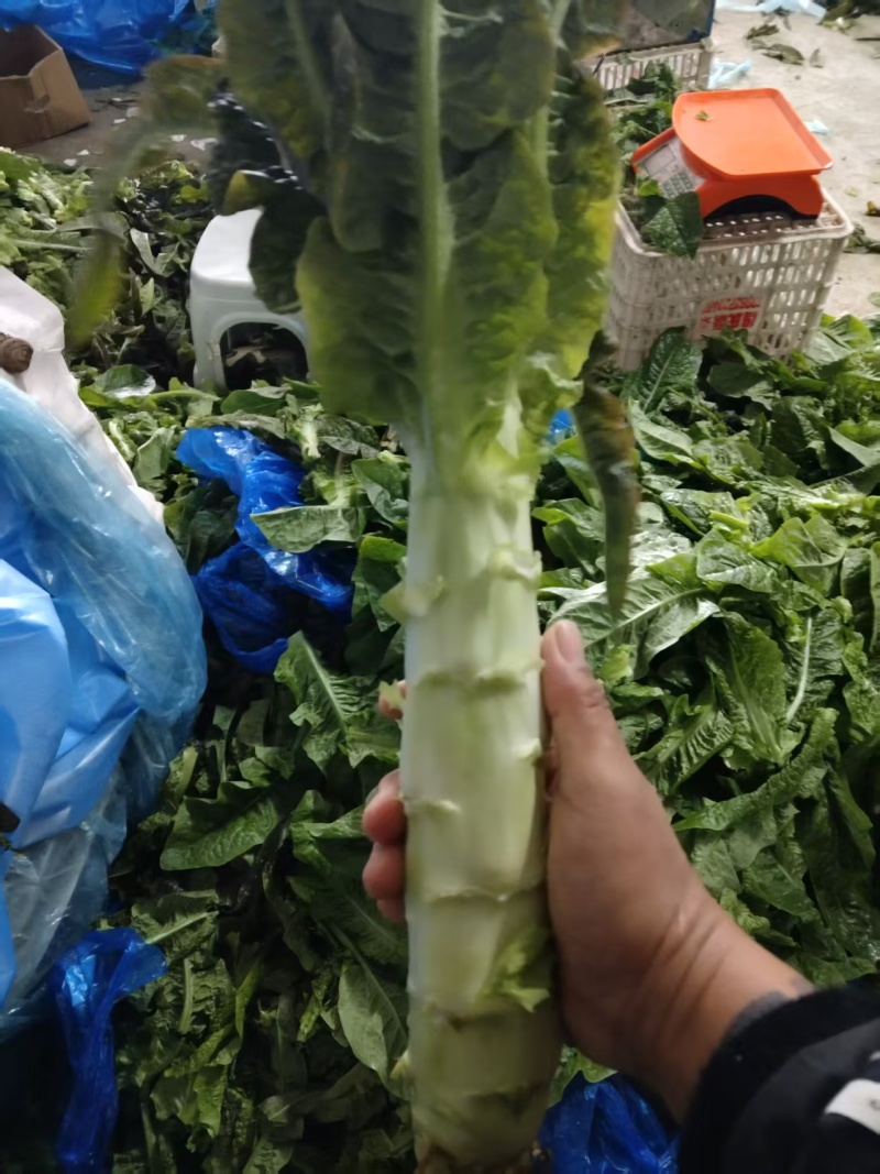 精品莴笋莴笋杆子产地直发皮青肉青对接全国市场等