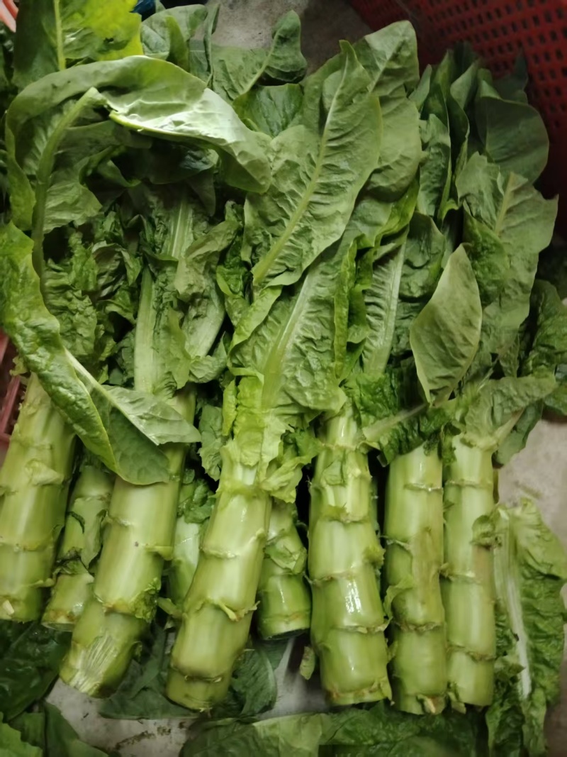 精品莴笋莴笋杆子青皮莴笋产地一手货源保质保量
