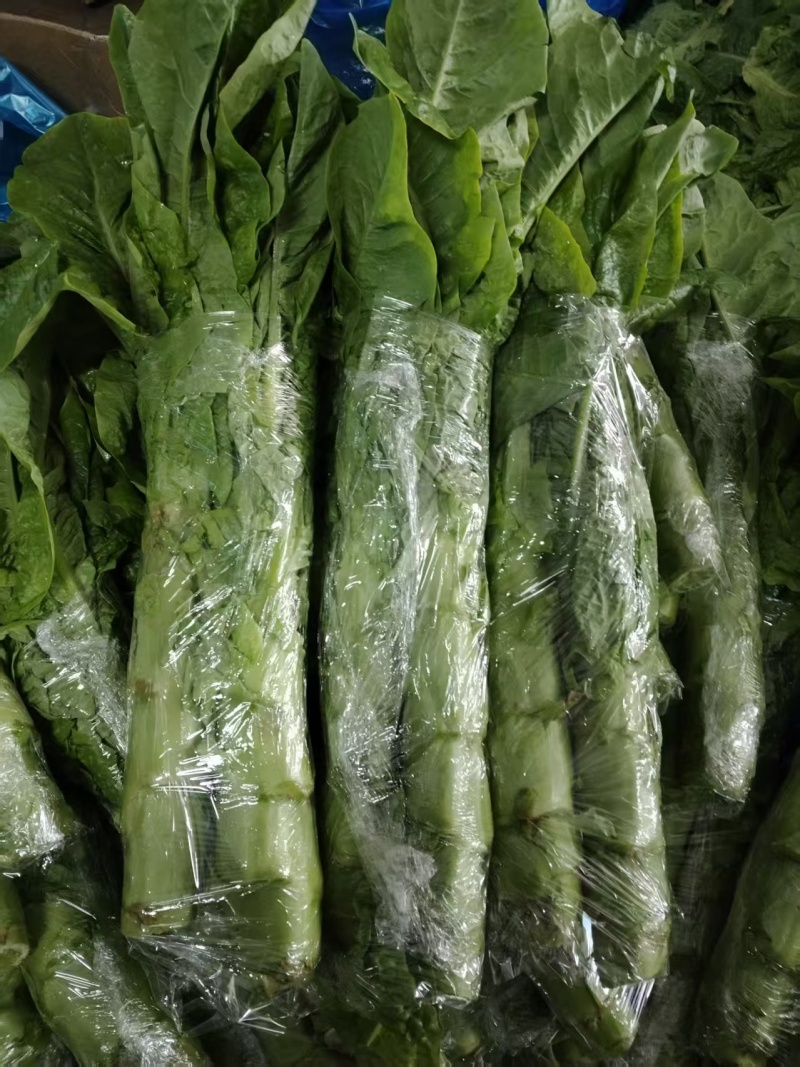 精品莴笋莴笋杆子青皮莴笋产地一手货源保质保量