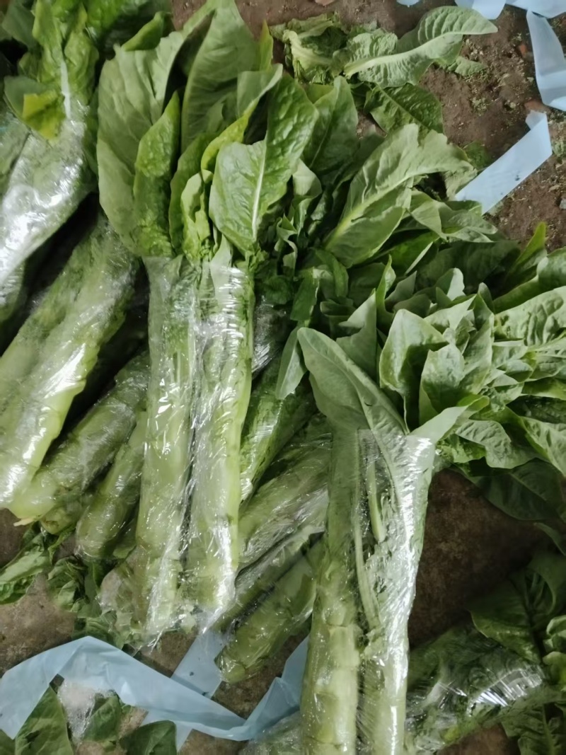 精品莴笋莴笋杆子青皮莴笋产地一手货源保质保量