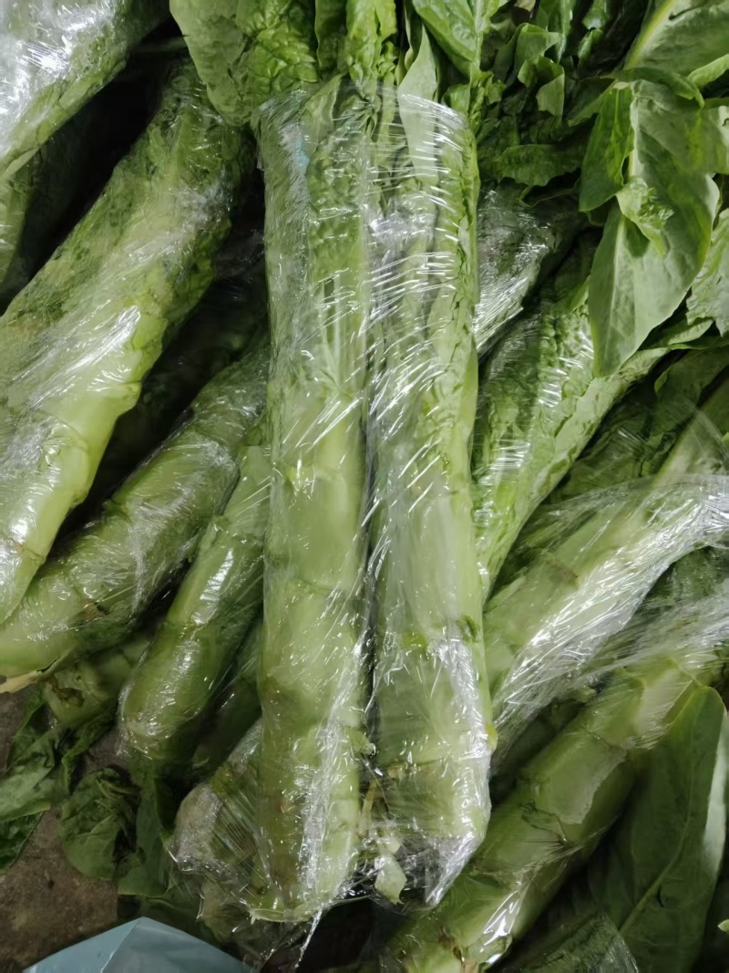 精品莴笋莴笋杆子青皮莴笋产地一手货源保质保量