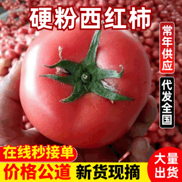 硬粉西红柿精品西红柿番茄大量供应可视频看货欢迎来电