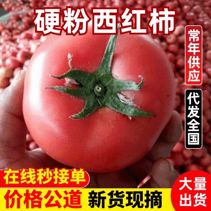 硬粉西红柿精品西红柿番茄大量供应可视频看货欢迎来电