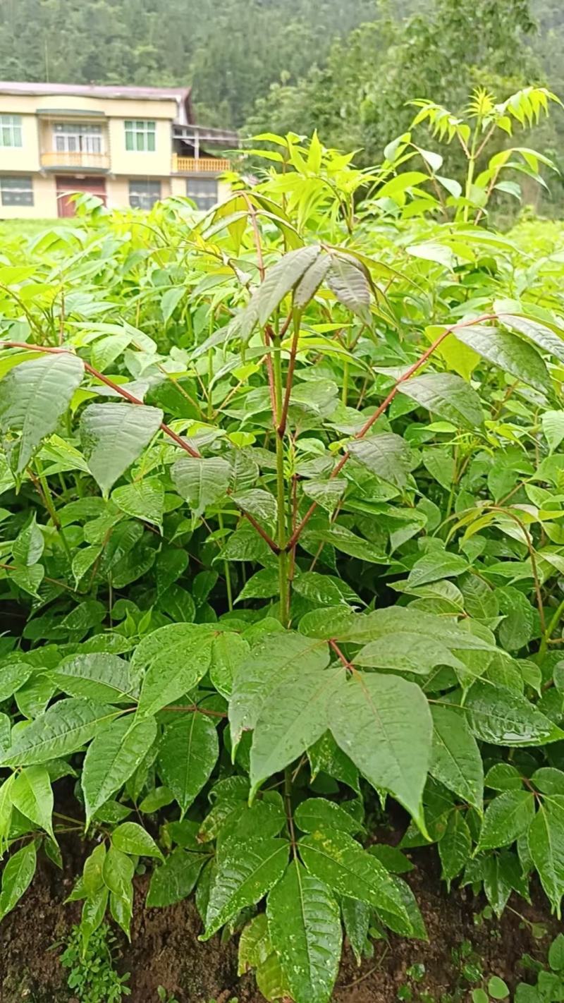 厚皮川黄柏苗基地直发量大从优规格齐全提供技术指导欢迎来电