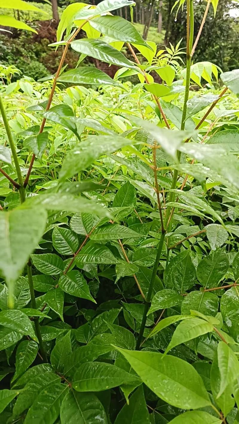 厚皮川黄柏苗基地直发量大从优规格齐全提供技术指导欢迎来电