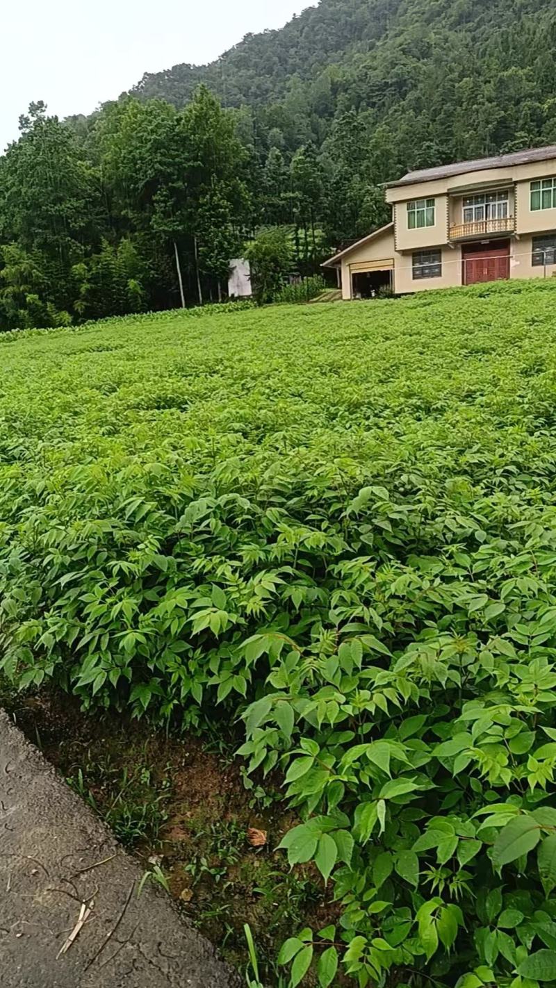 厚皮川黄柏苗基地直发量大从优规格齐全提供技术指导欢迎来电