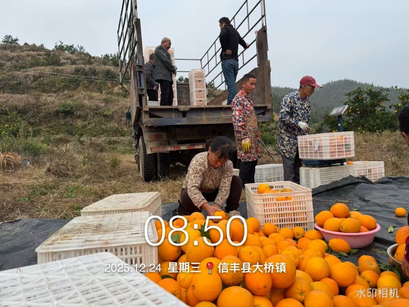 江西血橙大量上市对接市场商超电商一件代发等
