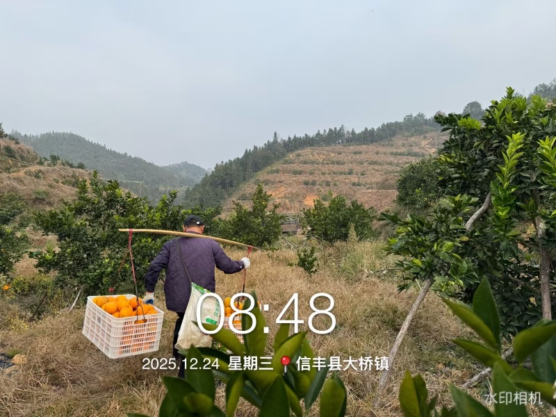 江西血橙大量上市对接市场商超电商一件代发等