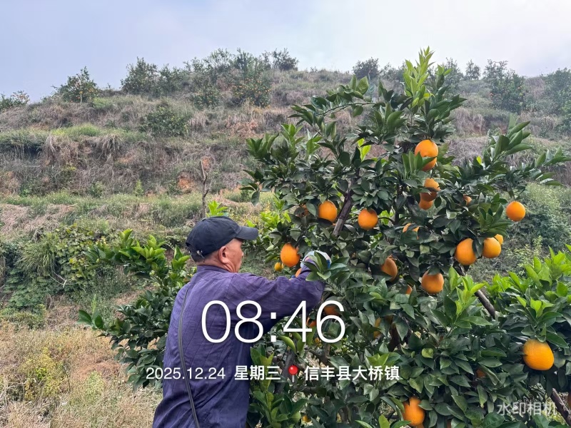 江西血橙大量上市对接市场商超电商一件代发等