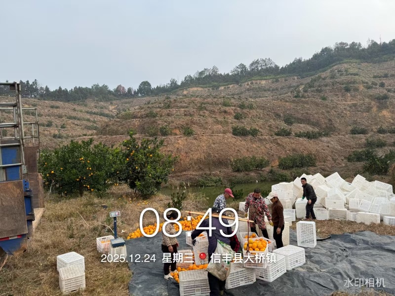 江西血橙大量上市对接市场商超电商一件代发等