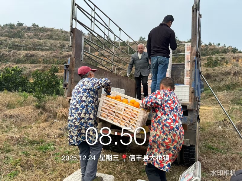 江西血橙大量上市对接市场商超电商一件代发等