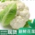 花菜/松花菜/周口产地直供/对接批发采购商超量大质优