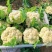 花菜/松花菜/周口产地直供/对接批发采购商超量大质优