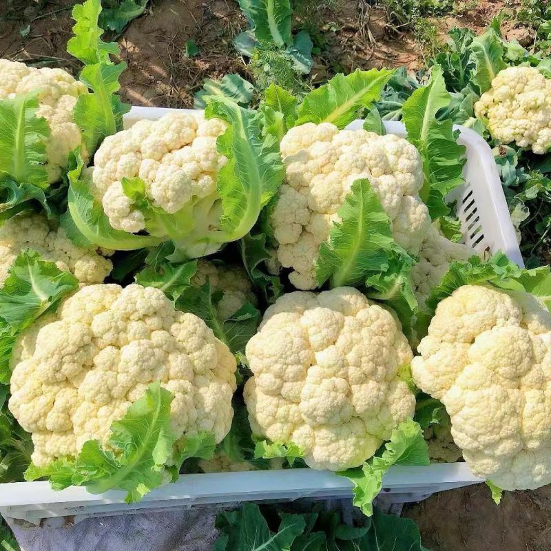 花菜/松花菜/周口产地直供/对接批发采购商超量大质优
