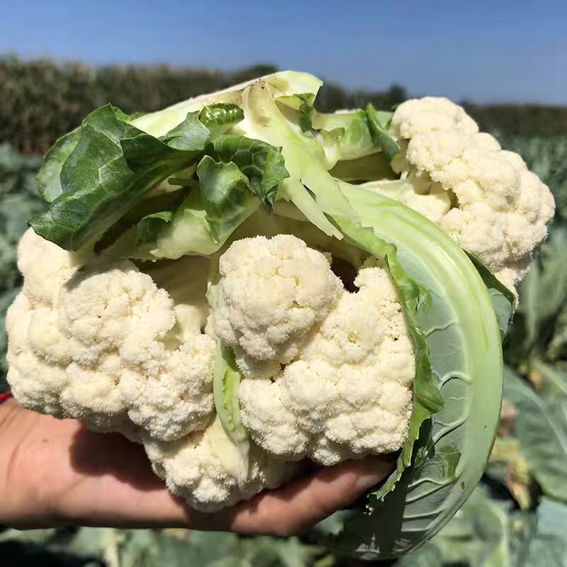 花菜/松花菜/周口产地直供/对接批发采购商超量大质优
