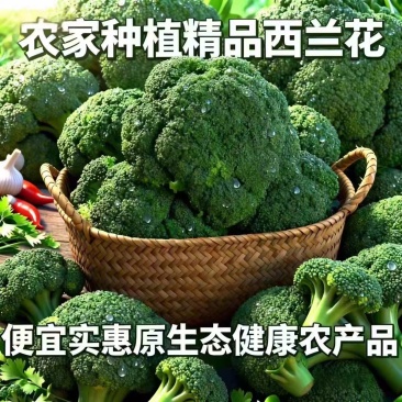 西蓝花/周口产地直供/对接批发采购商超量大质优
