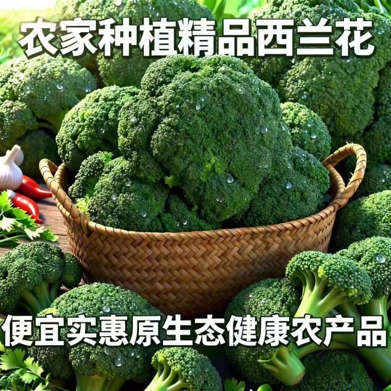 西蓝花/周口产地直供/对接批发采购商超量大质优