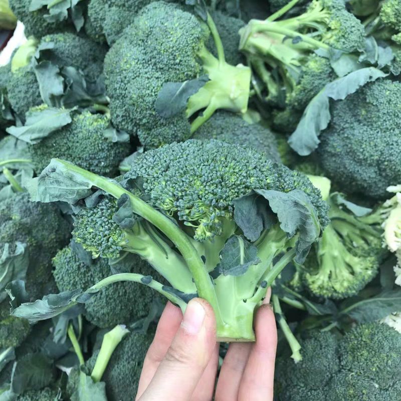 西蓝花/周口产地直供/对接批发采购商超量大质优
