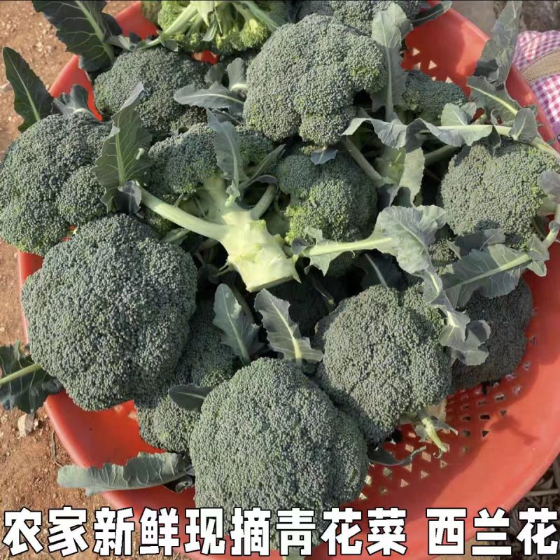 西蓝花/周口产地直供/对接批发采购商超量大质优