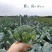 西蓝花/周口产地直供/对接批发采购商超量大质优