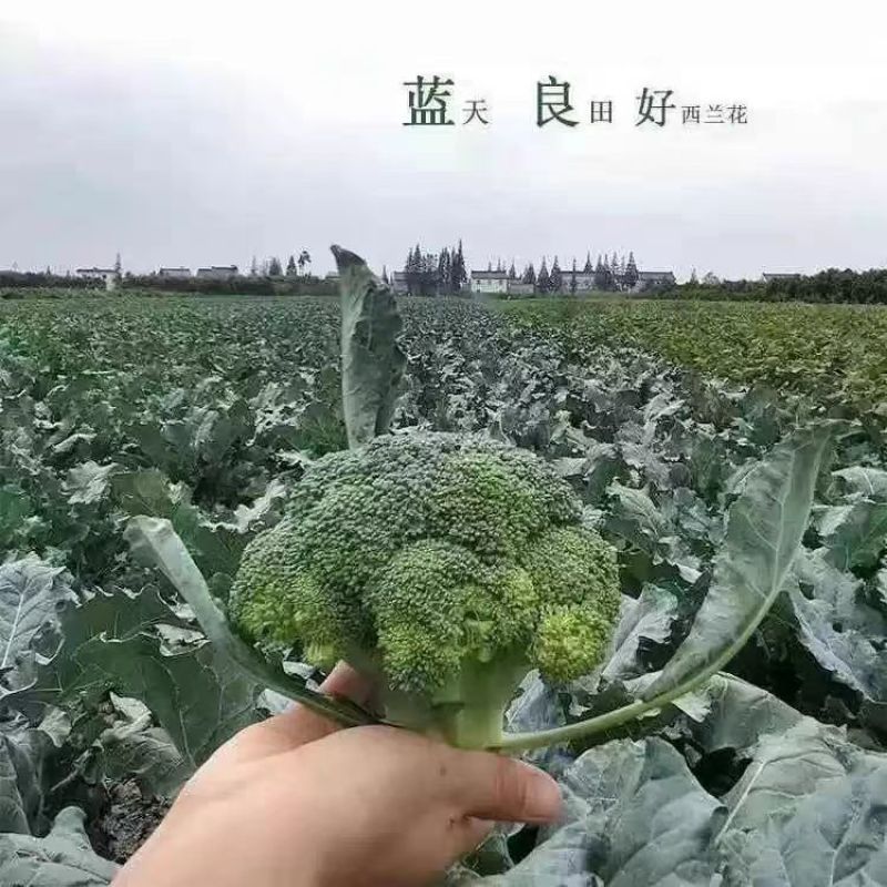西蓝花/周口产地直供/对接批发采购商超量大质优