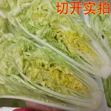 白菜/周口白菜/周口产地直供/对接批发采购商超量大质优