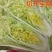 白菜/周口白菜/周口产地直供/对接批发采购商超量大质优