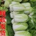 白菜/周口白菜/周口产地直供/对接批发采购商超量大质优