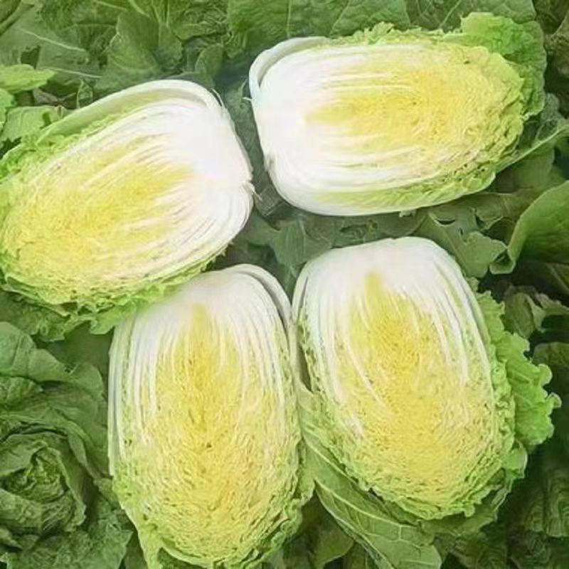 白菜/周口白菜/周口产地直供/对接批发采购商超量大质优