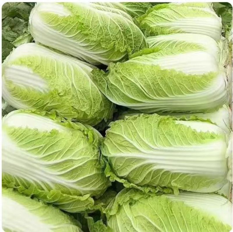 白菜/周口白菜/周口产地直供/对接批发采购商超量大质优