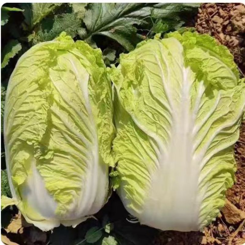 白菜/周口白菜/周口产地直供/对接批发采购商超量大质优