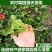 菠菜/周口产地直供/对接批发采购商超量大质优