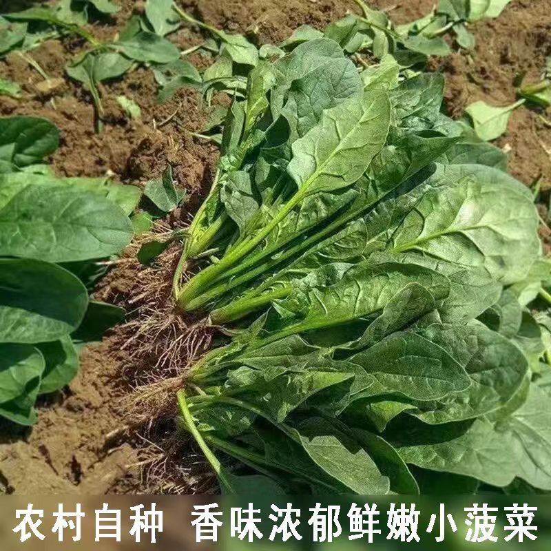 菠菜/周口产地直供/对接批发采购商超量大质优