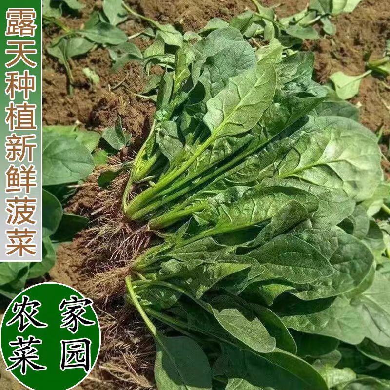 菠菜/周口产地直供/对接批发采购商超量大质优