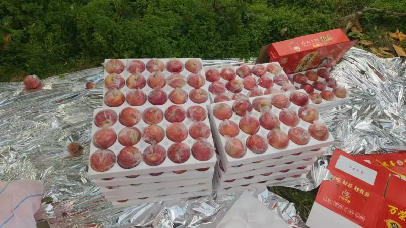 红富士苹果山西苹果对接电商社区团购一件代发等