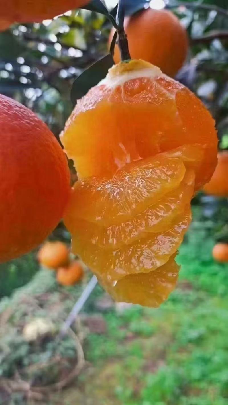 奉节脐橙大量接单货源充足价格美丽欢迎来电咨询