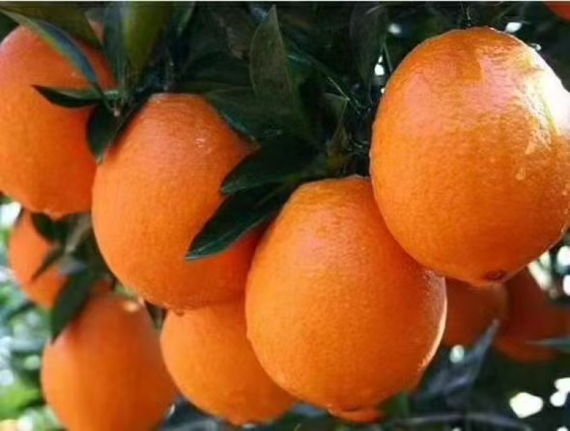 奉节脐橙大量接单货源充足价格美丽欢迎来电咨询
