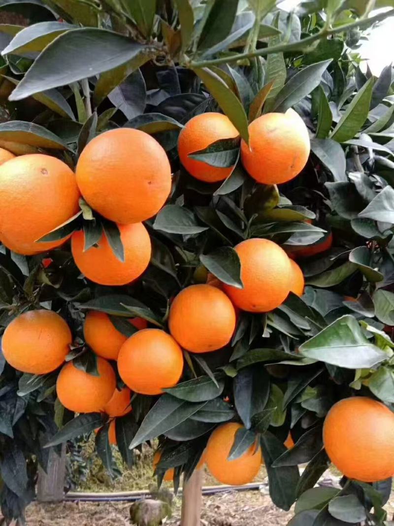【推荐】奉节脐橙新货上市品质保证欢迎来电咨询下单